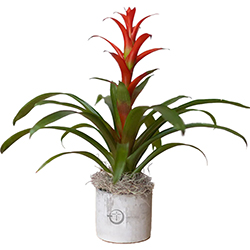 NATIONS BROMELIAD PLANT IN LARGE PARKER POT